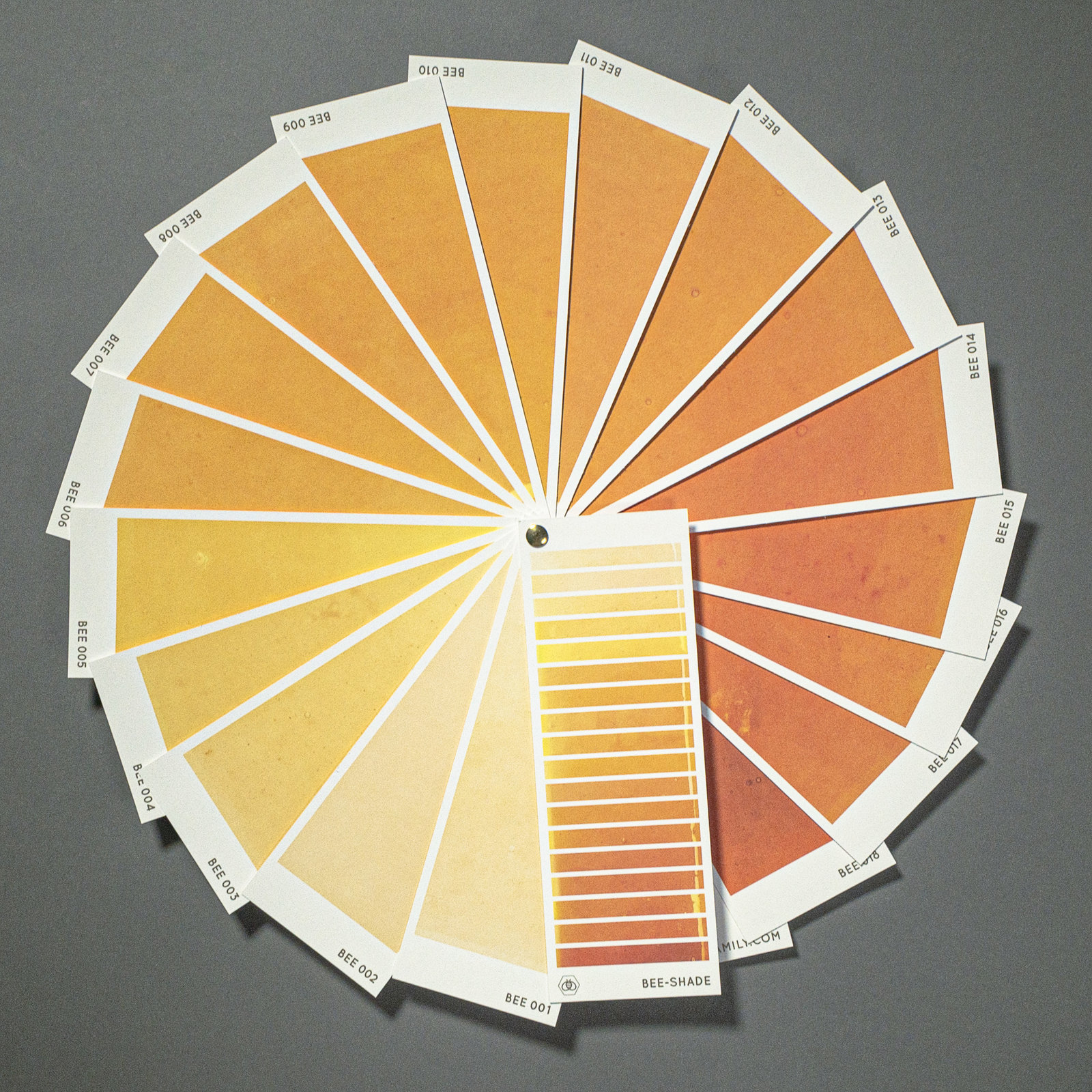 Farbfächer Bee Family