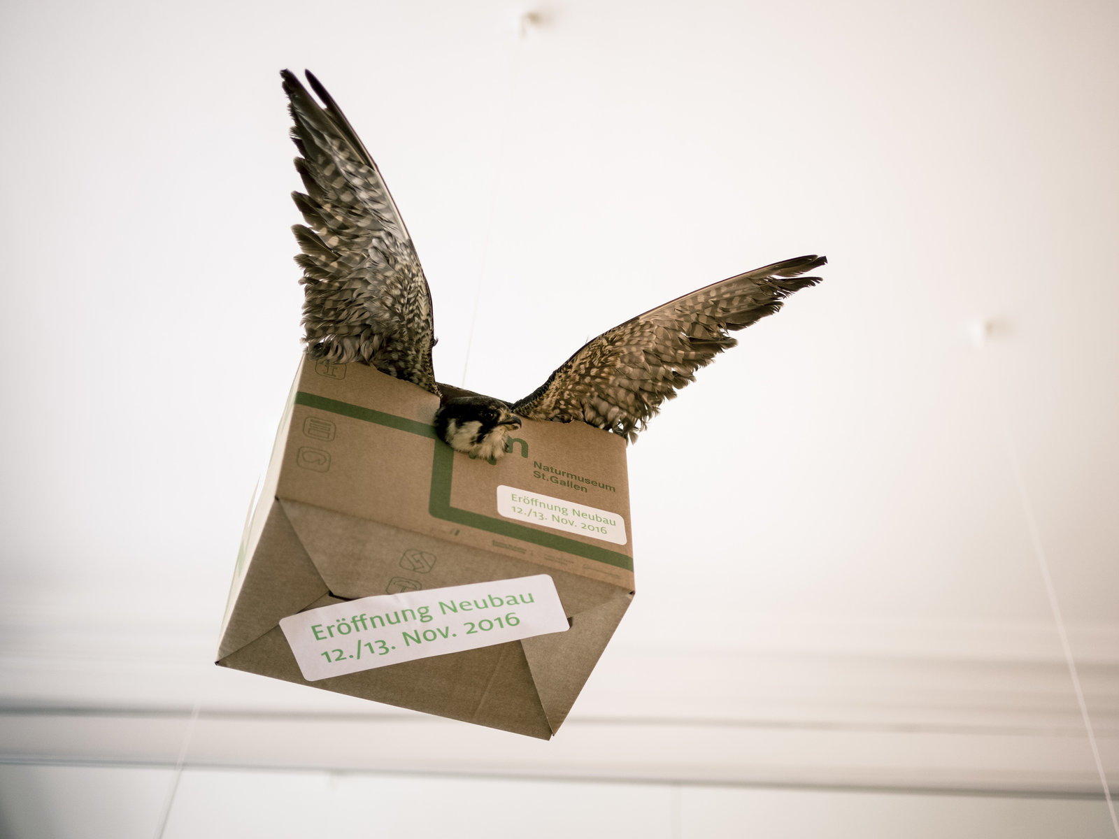 Installation und Intervention Umzugsschachteln Naturmuseum St.Gallen