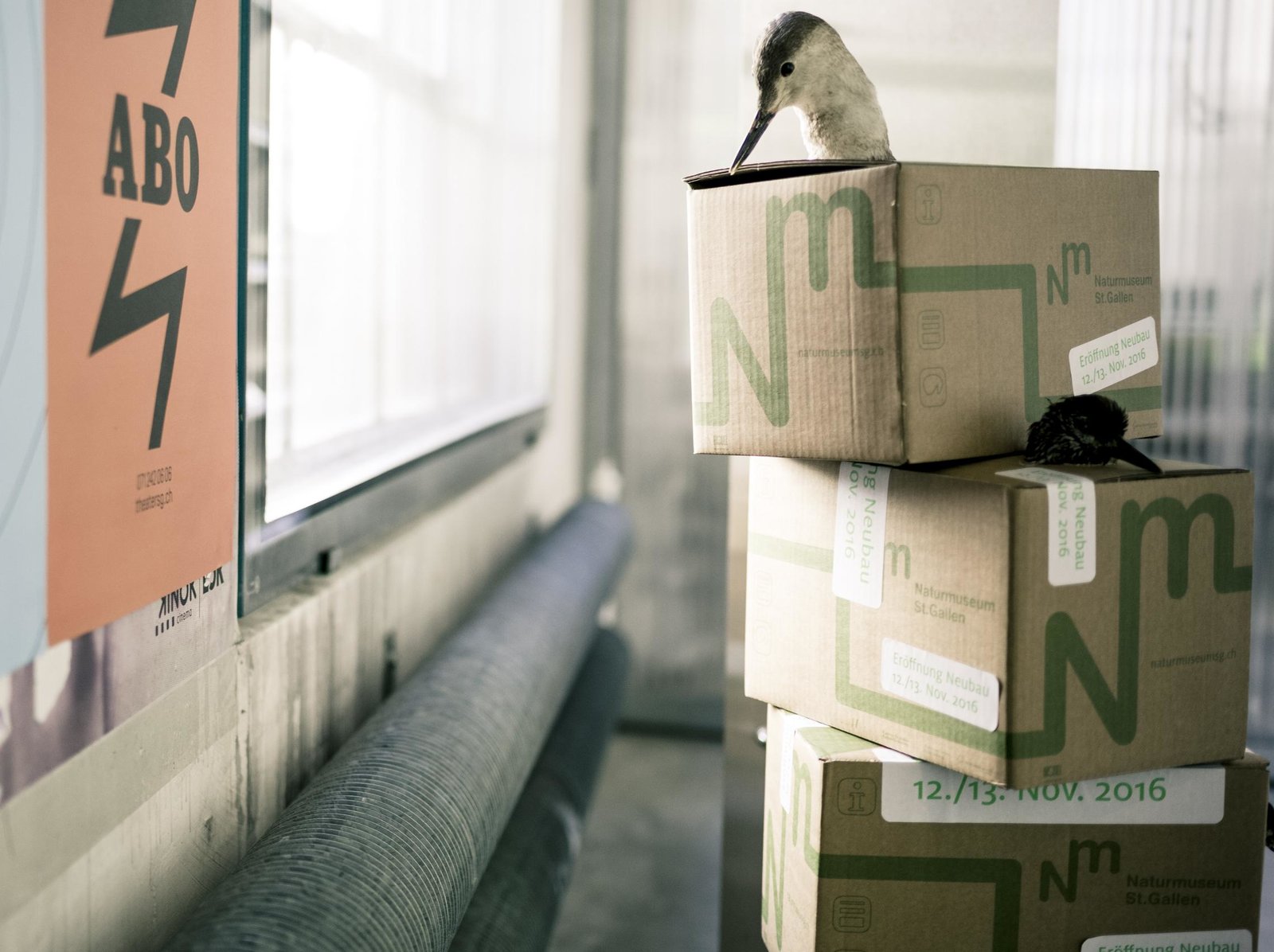 Installation und Intervention Umzugsschachteln Naturmuseum St.Gallen
